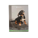 Caiet TIP2, 36 file, 80gr./mp, coperta carton 300gsm, design sweet pets
